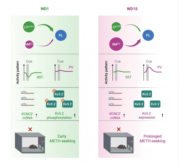 1775033578718130.png 1775033578718130.png